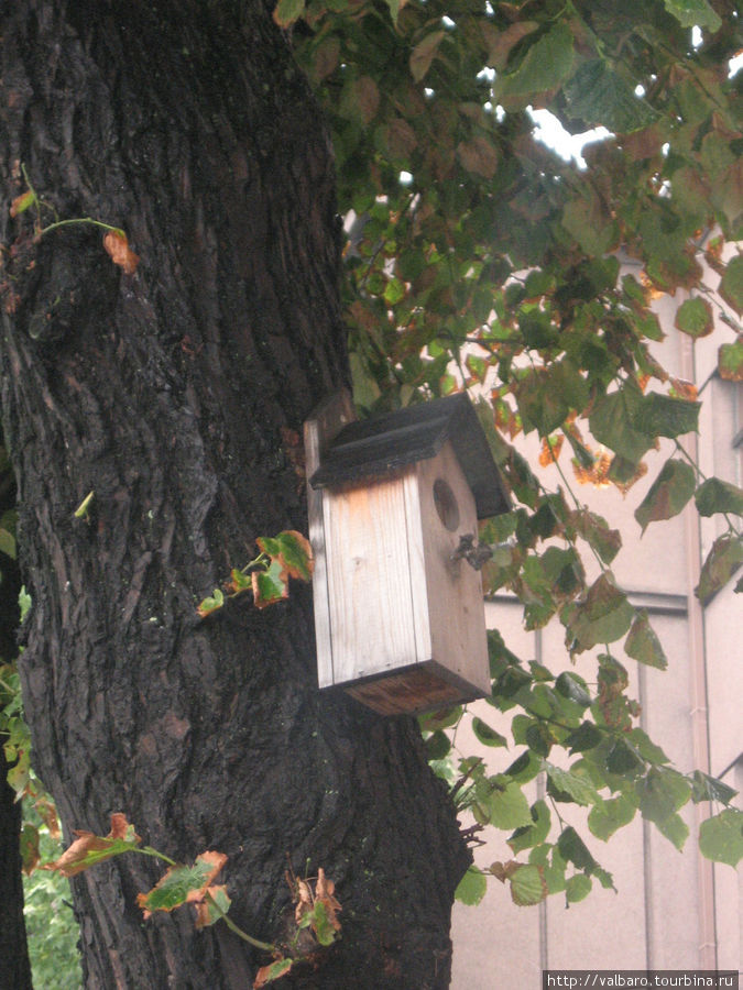 Хостел для птичек. Находится рядом с какой-то гостиницей, довольно низко на дереве. Рига, Латвия
