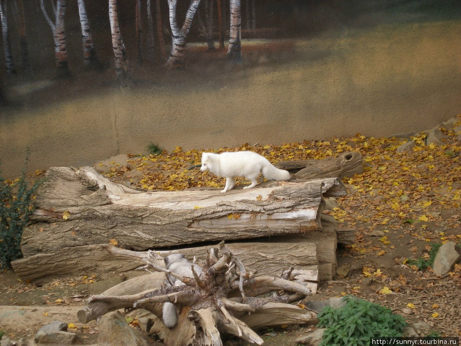 Зоопарк Брно, Чехия