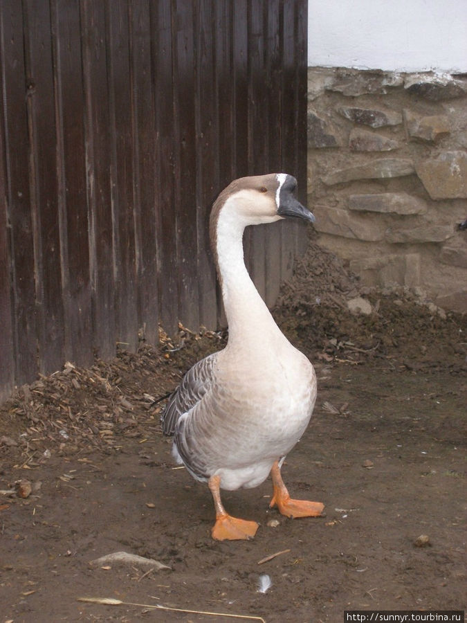 Зоопарк Брно, Чехия