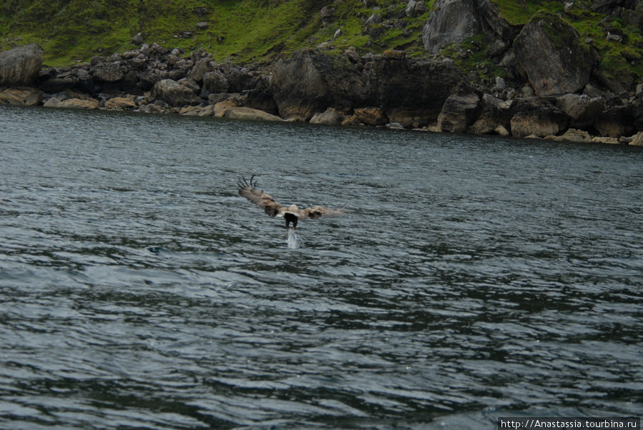 Увидеть морского орла Портри, Великобритания