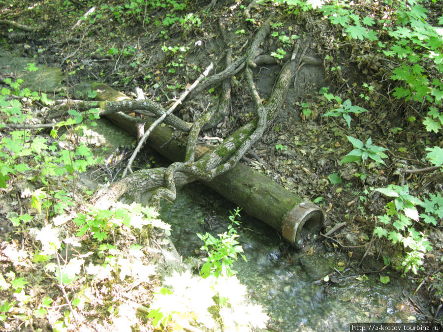 Деревянная труба — остаток древней жизни Саратовская область, Россия