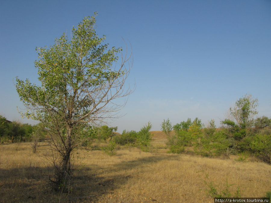 Есть и растительность в овраге в степи Нижний Баскунчак, Россия