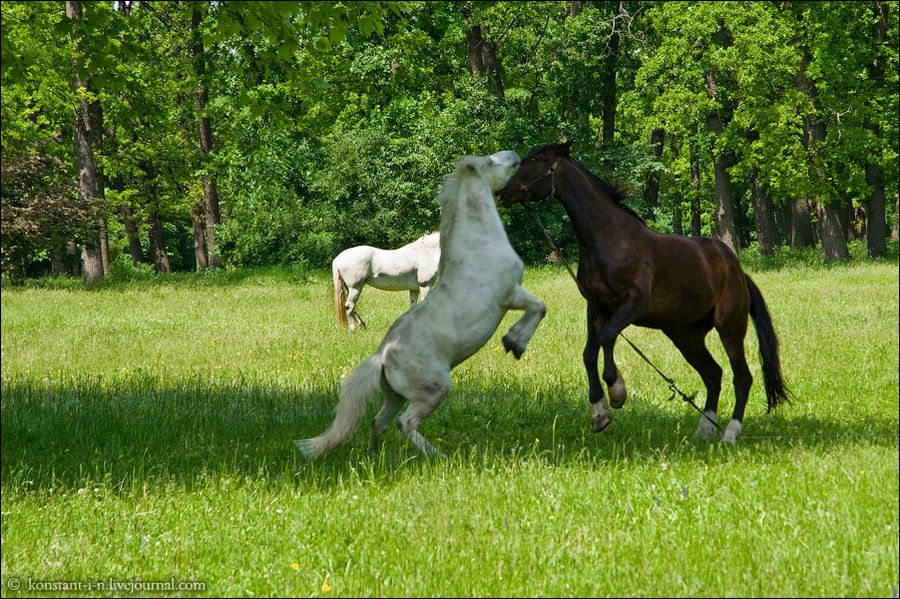Любовь и лошади. Поляна в Дубинке Умань, Украина