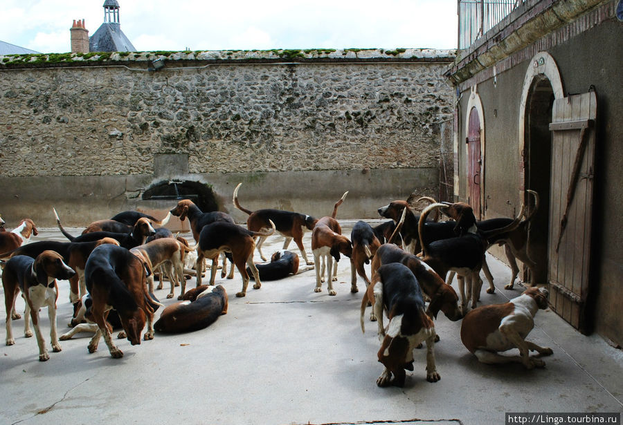 Охотничьи собаки Шеверни Шеверни, Франция