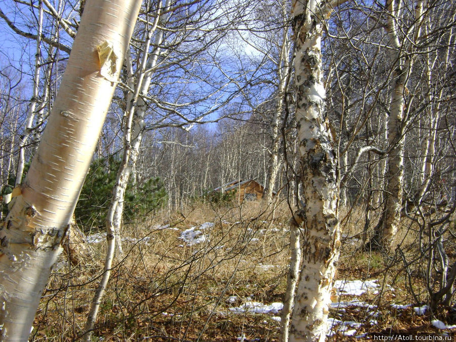 Осенний лес Камчатский край, Россия