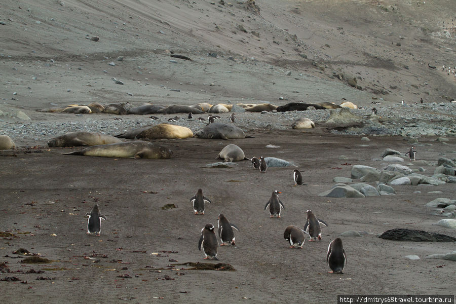 Антарктида — остр. Ливенгстон, залив Walker (морские слоны). Остров Ливингстон, Антарктида