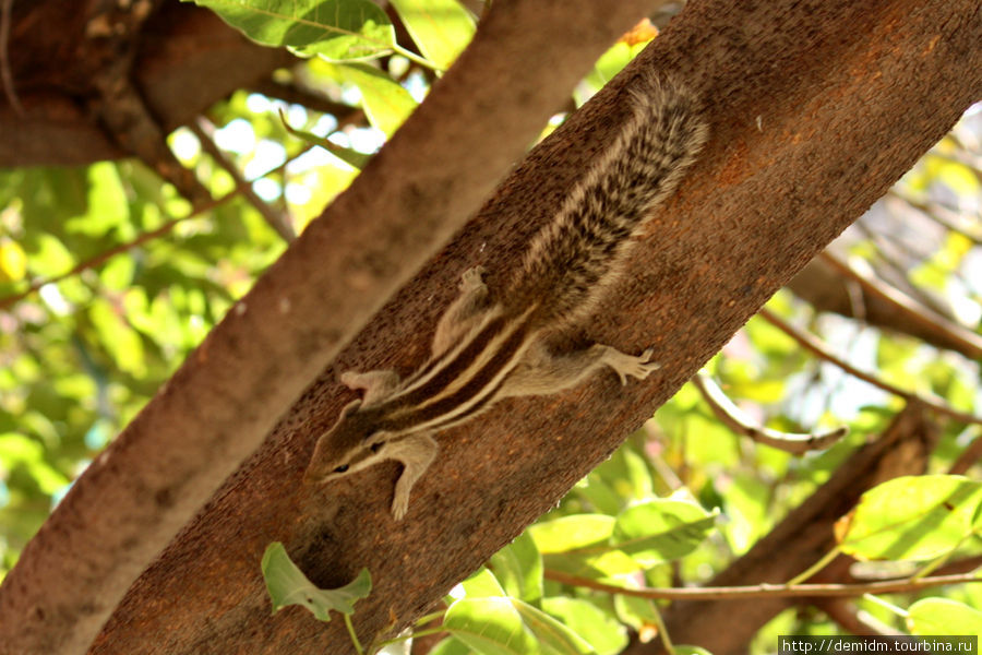 Полосатая белка на дереве Дели, Индия