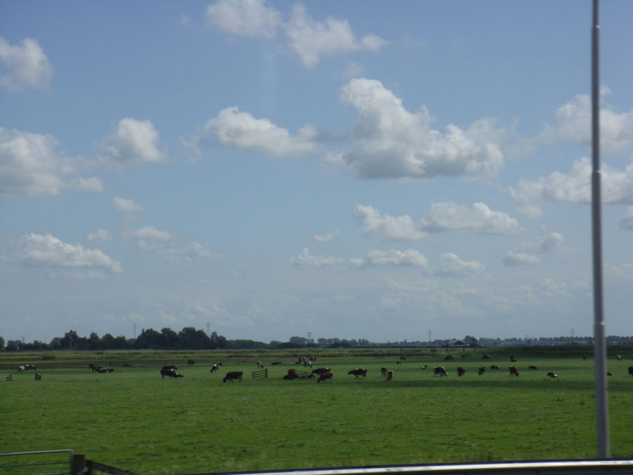 Коровки Нидерланды