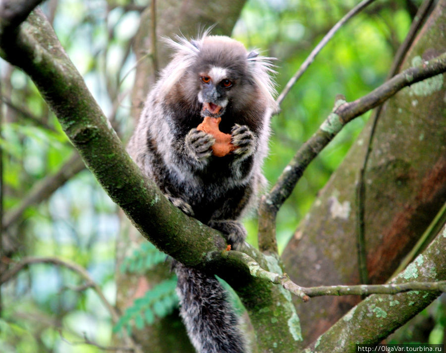 Перед подъемом на гору Коркаваду остановились покормить не просто маленьких, мизерных обезьянок — мармазеток Рио-де-Жанейро, Бразилия