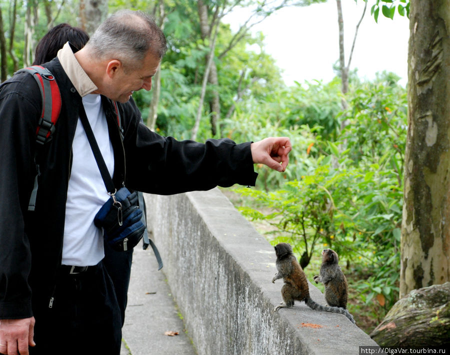 и очень-очень маленькие. Это самые маленькие обезьянки в мире Рио-де-Жанейро, Бразилия
