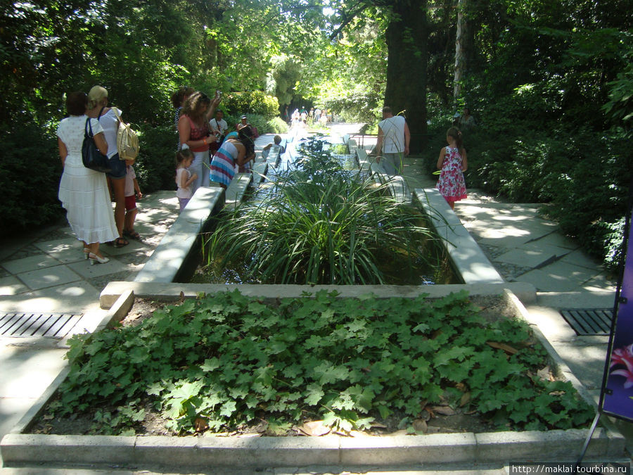 В Никитском ботаническом саду... Никита, Россия