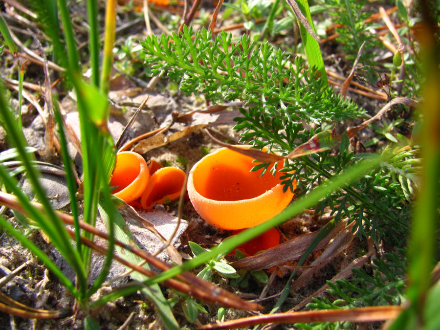 а ещё на склоне растут удивительные оранжевые грибы Мягеде, Эстония