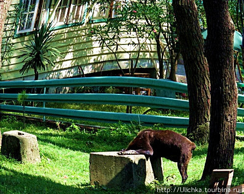 собачка пить захотела Кобулети, Грузия