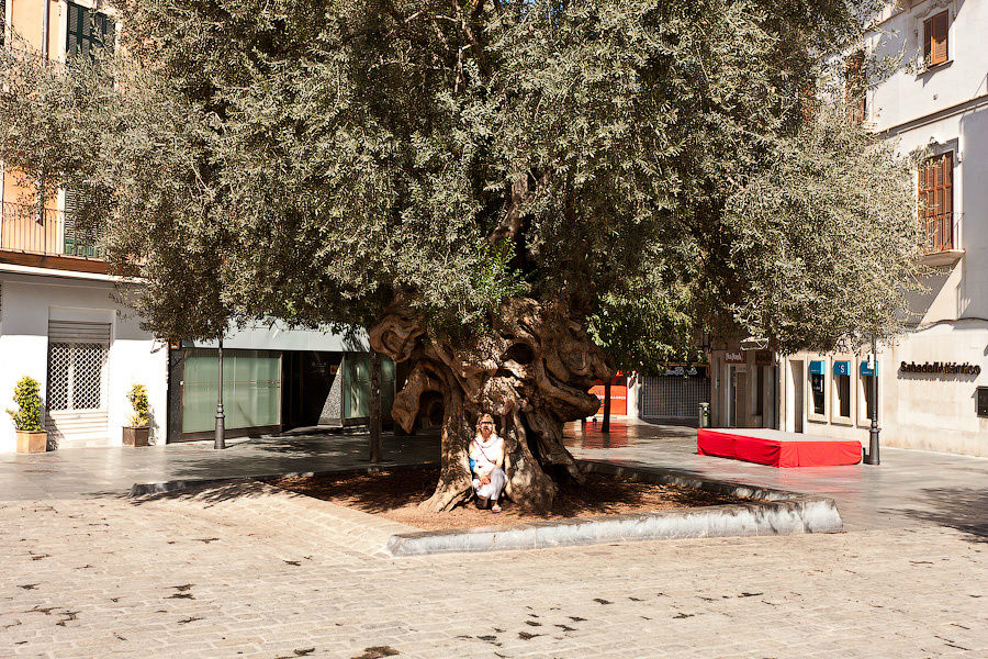 Дереву — 900 лет, если верить табличке Пальма-де-Майорка, остров Майорка, Испания