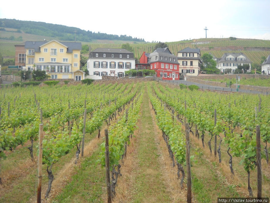 Виноградники Рюдесхайм-на-Рейне, Германия