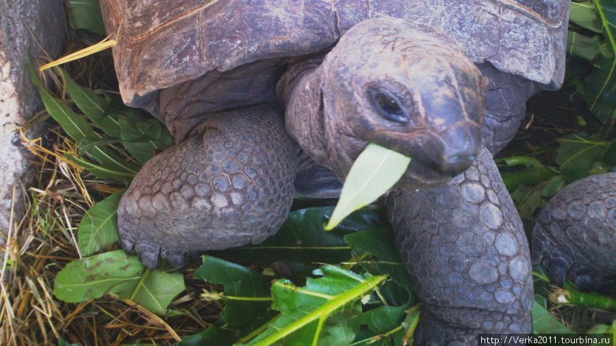 Гигантские черепахи (Aldabra Giant Tortoise). Сейшельские острова