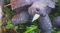 Гигантские черепахи (Aldabra Giant Tortoise).