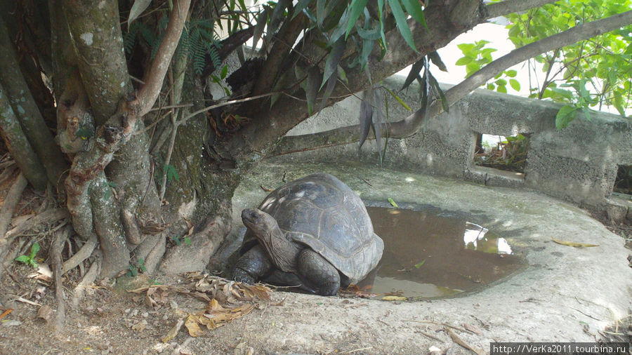 Гигантские черепахи (Aldabra Giant Tortoise).Эндемики.Около 1 метра в длину. Сейшельские острова