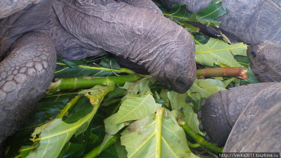 Гигантские черепахи (Aldabra Giant Tortoise).Эндемики.Около 1 метра в длину.Живут до 150 лет.Около многих домов и гостиниц живут как домашние питомцы. Сейшельские острова