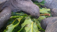 Гигантские черепахи (Aldabra Giant Tortoise).Эндемики.Около 1 метра в длину.Живут до 150 лет.Около многих домов и гостиниц живут как домашние питомцы.