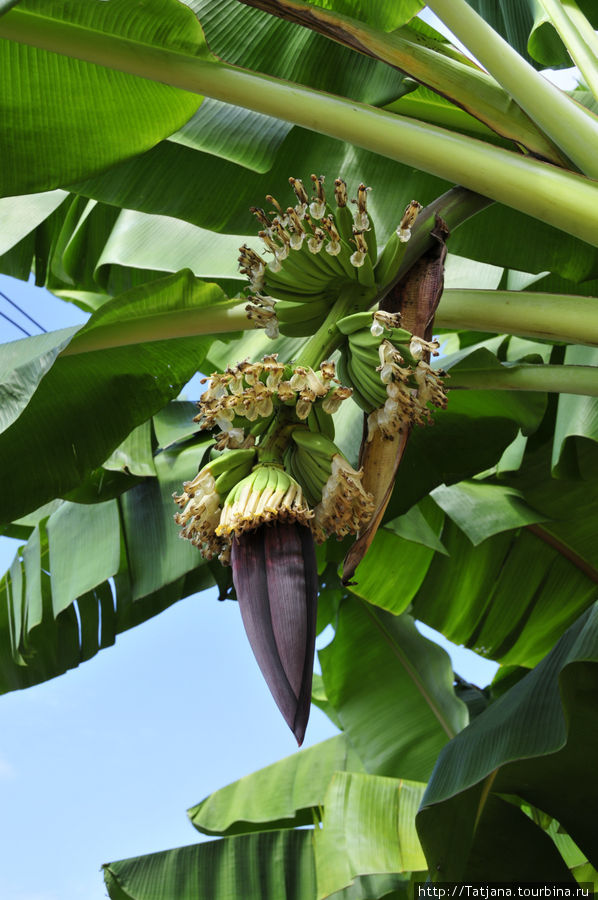 цветение банана Чиангмай, Таиланд