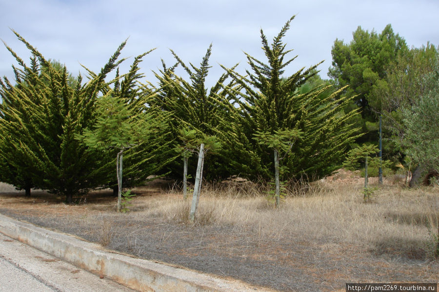 симпатичные деревца Каньямель, остров Майорка, Испания