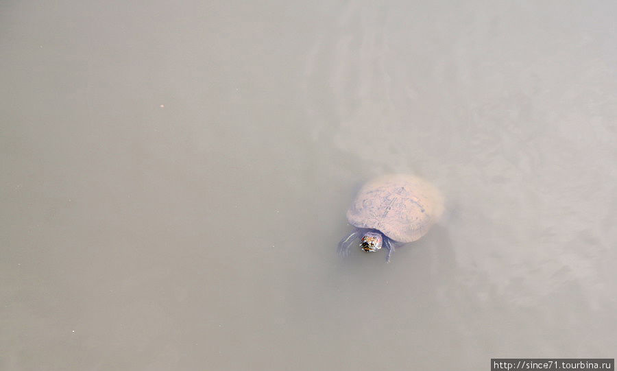 6.  Настоящие черепахи в пруду храма Ханой, Вьетнам