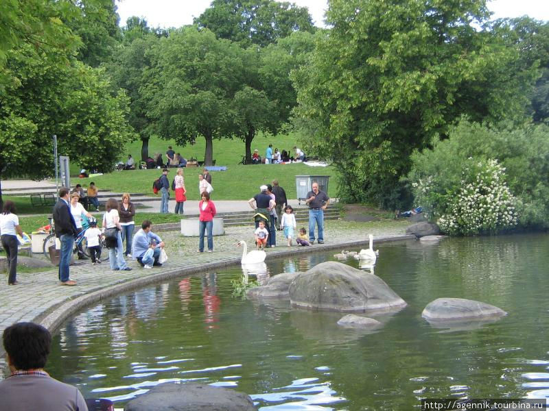 Население Мюнхена кормит лебедей, не смотря на предупреждающие надписи на берегу Мюнхен, Германия