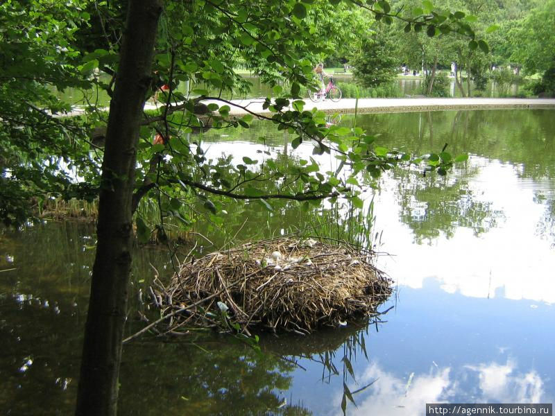 Гнездо лебедей Мюнхен, Германия