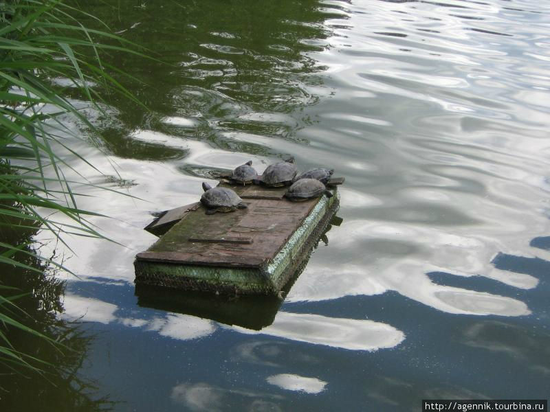 Черепахи возле пагоды — интересно, что они делают зимой Мюнхен, Германия