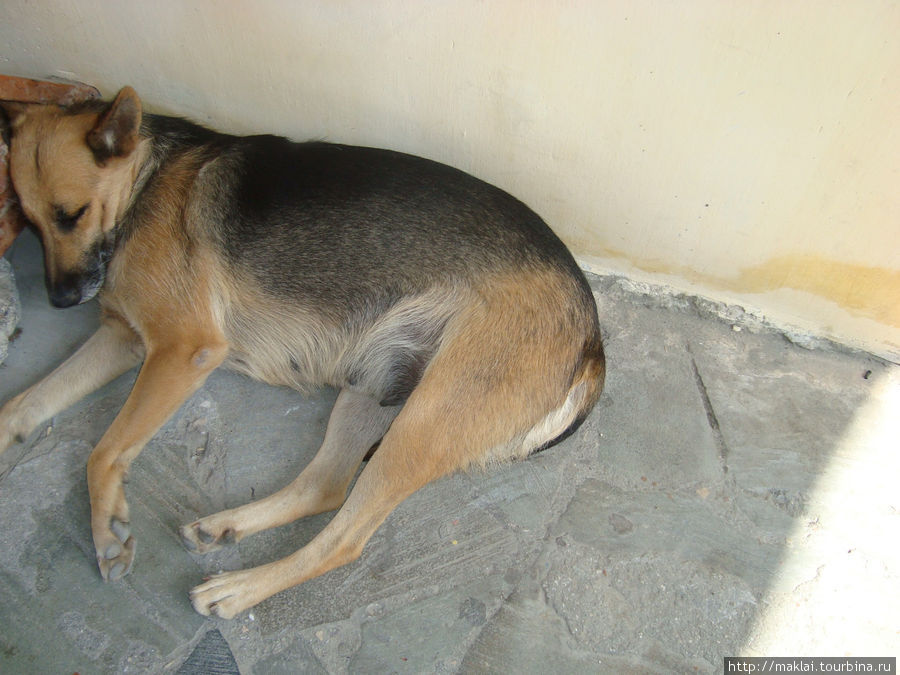 Это ещё один крымский пёс-бахчисарайский. Отдыхает. У него сиеста. Бахчисарай, Россия