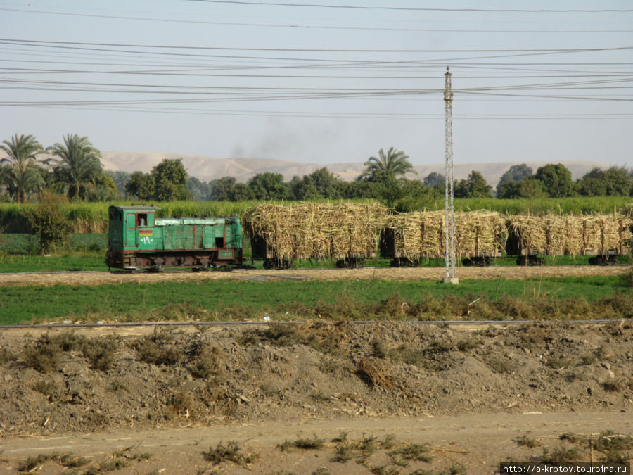 Узкоколейный поезд едет с плантаций на завод Луксор, Египет