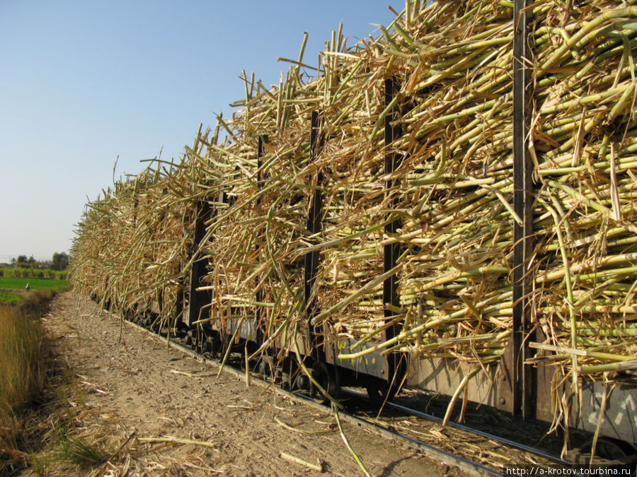 Сахарный тростник Луксор, Египет