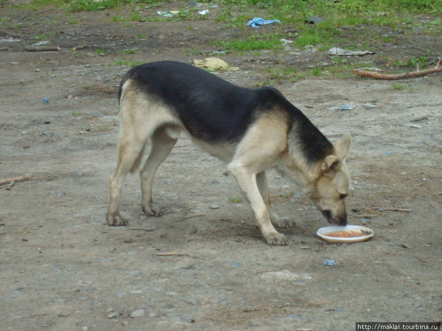Пёс в районе Северной объездной дороги под Новосибирском.