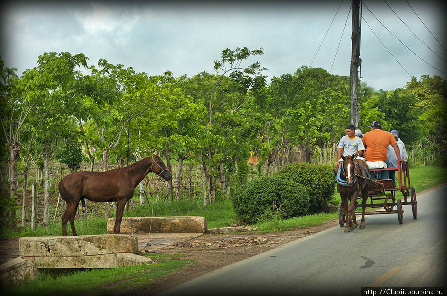 Лошади все неимоверно тощие, но зато со всем остальным у них все в полном порядке -). Куба