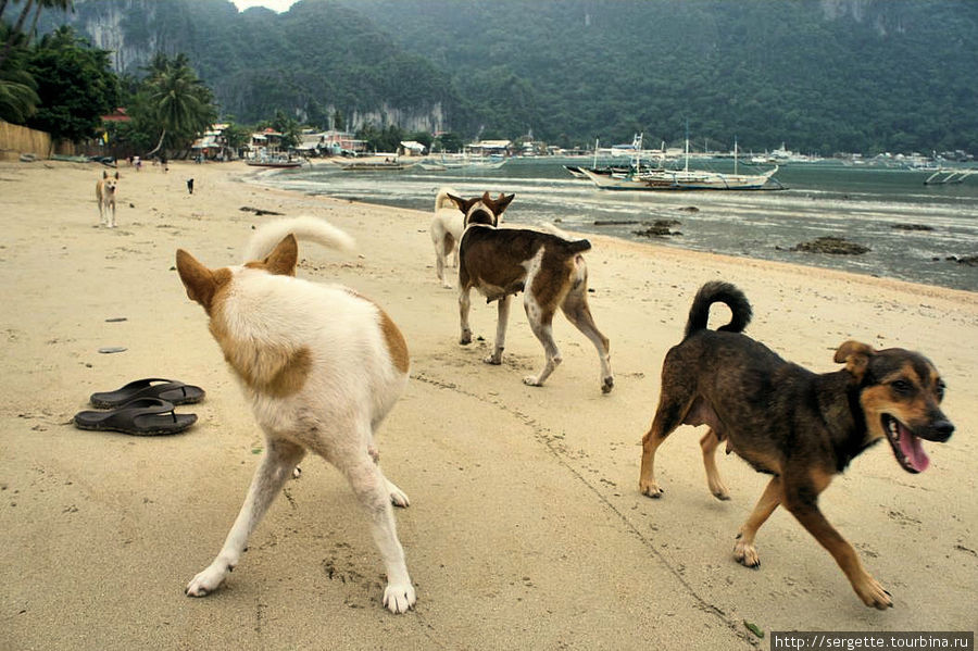 Еще встретили свору добрых собак Эль-Нидо, остров Палаван, Филиппины