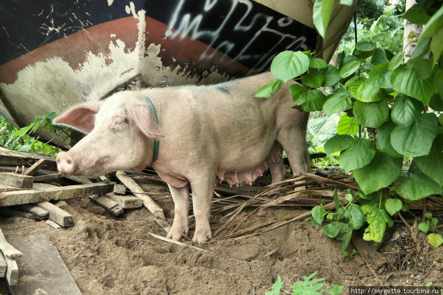 И толстую свинью, маму Эль-Нидо, остров Палаван, Филиппины