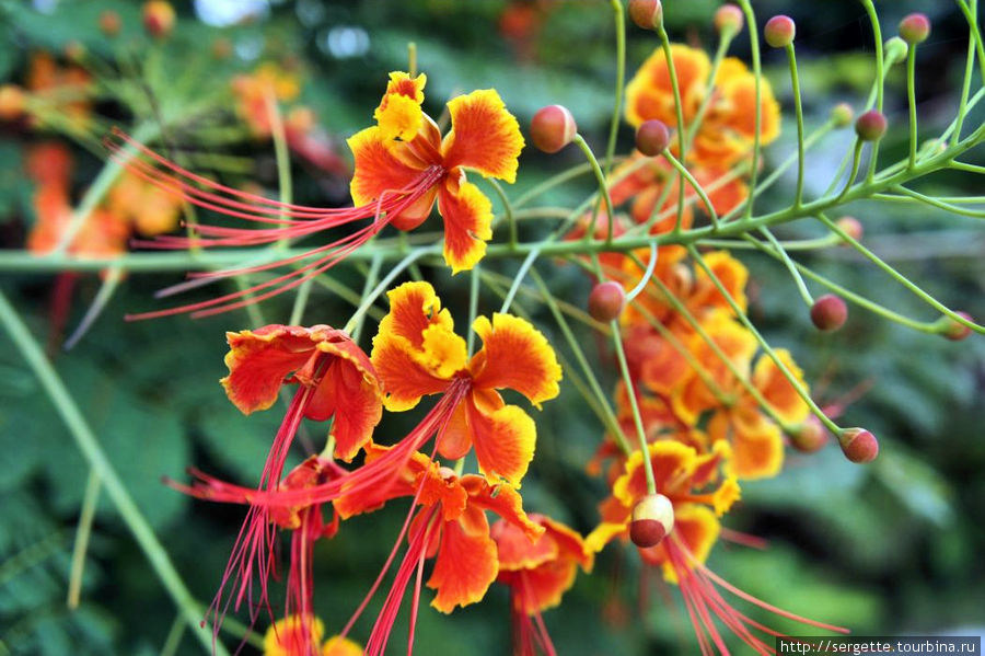 А цветы фотографировал и буду всегда Эль-Нидо, остров Палаван, Филиппины