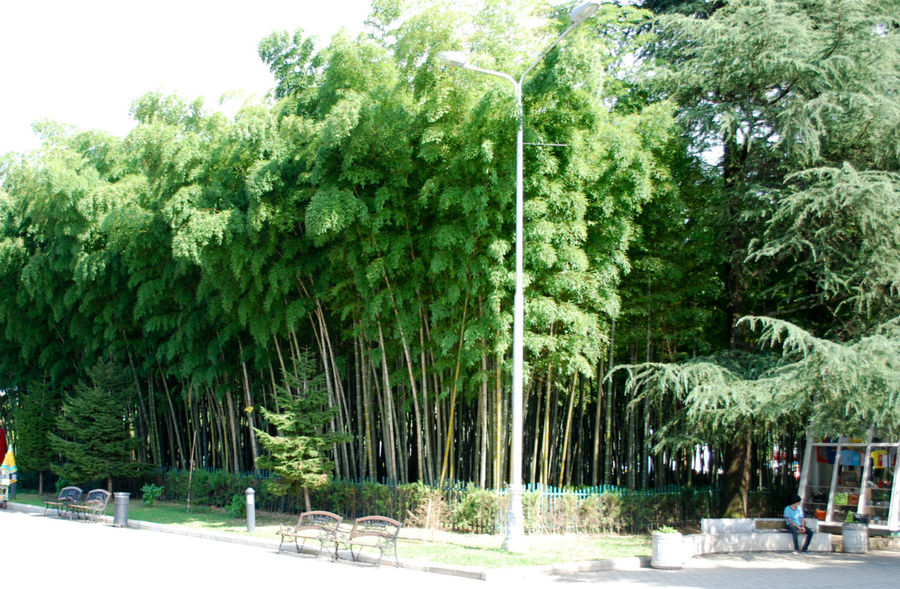 Бамбуковый сад на батумском бульваре. Грузия