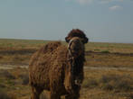 Южно-казахстанский верблюд