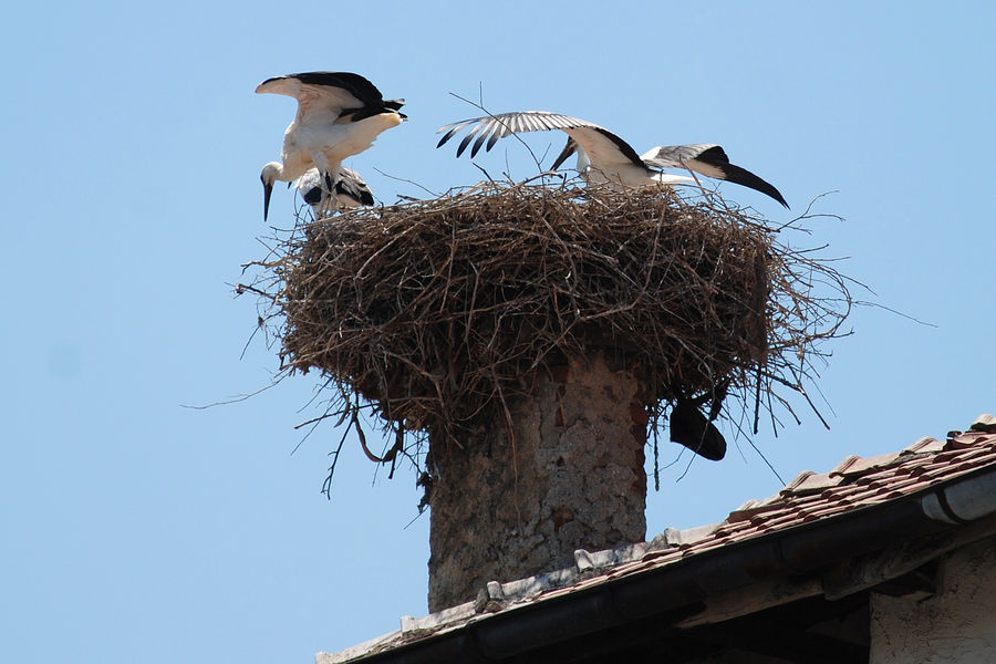 Storks или город, в котором живет счастье Кочериново, Болгария