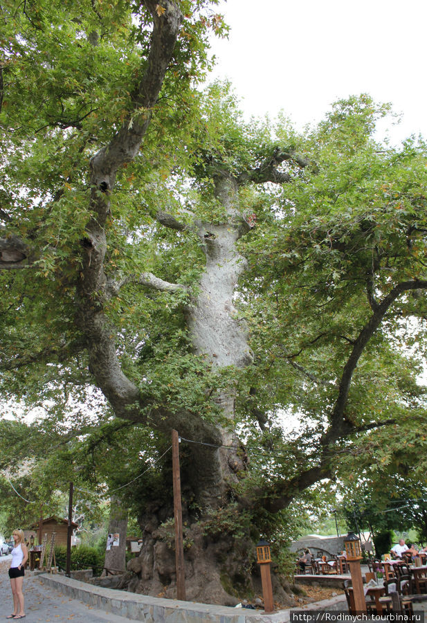 Вот оно — дерево Малия, Греция