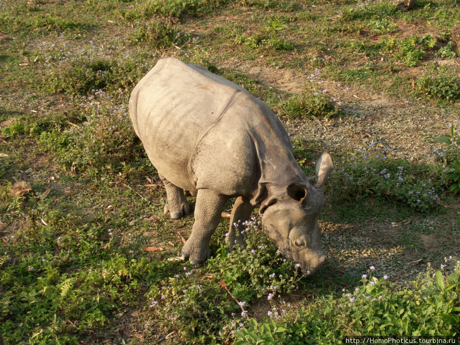 Носорок Читван Национальный Парк, Непал