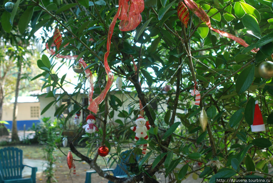 Новогодняя ёлка Остров Исла Гранде, Панама