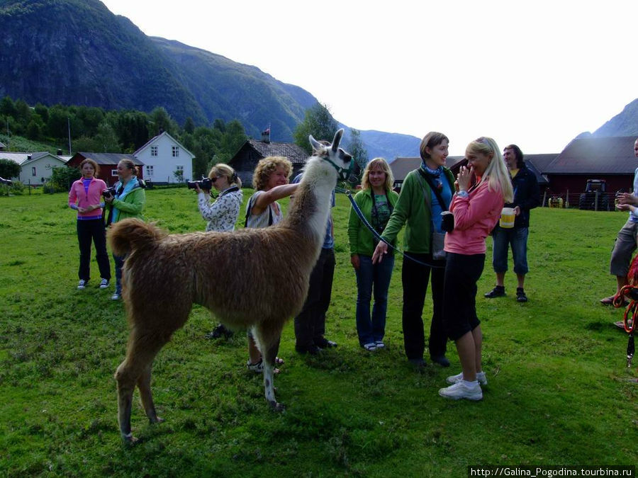 На ферме, где разводят  лам Центральная Норвегия, Норвегия