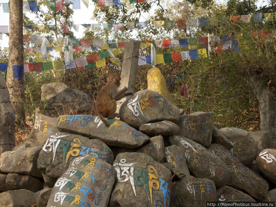 Возле обезьяньего храма Катманду, Непал