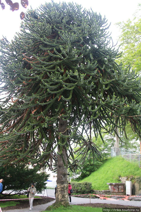 Необычное дерево Олесунн, Норвегия