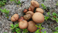 местные грибы :)
