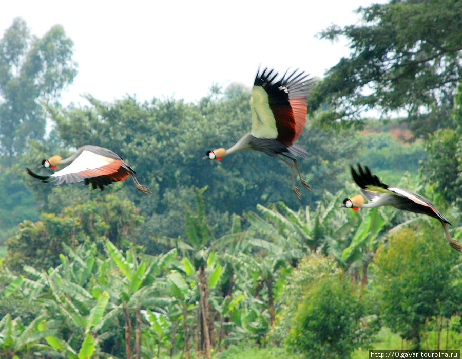 Полет журавлей Кабале, Уганда