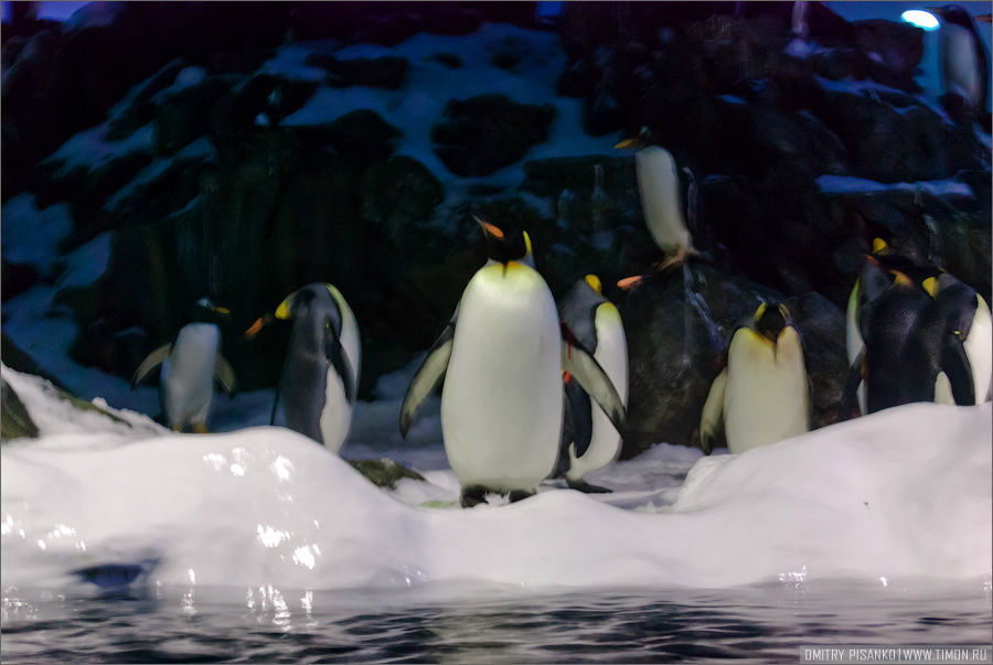 Пингвинариум, если можно так выразиться. Вход проходит через туннель, где в стенах огромные глыбы льда, очень прикольно после жары обниматься с прохладой. А вот и пингвины. Остров Тенерифе, Испания